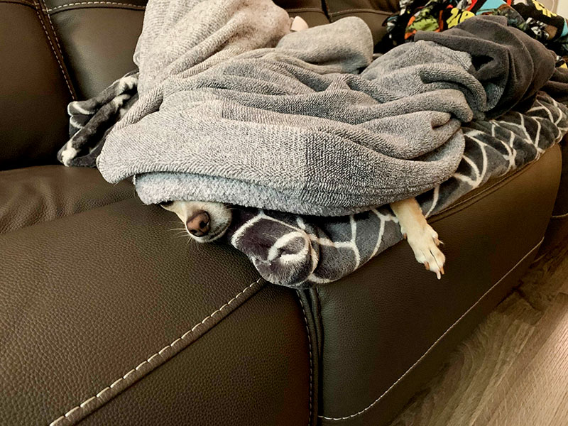 Dogs in Blankets Cruzio